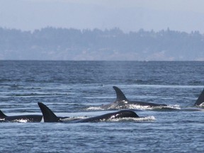 In this undated photo provided by the University of Washington, Southern resident killer whales swim off the coast of San Juan Island, Wash. A new study to be published Thursday, June 29, 2017, says that the small population of endangered Puget Sound orcas are having pregnancy problems due to stress from not getting enough salmon to eat. (Jane Cogan/University of Washington via AP)