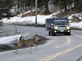 In this March 4, 2010, file photo, a deer runs across the road in Pittsburg, N.H.