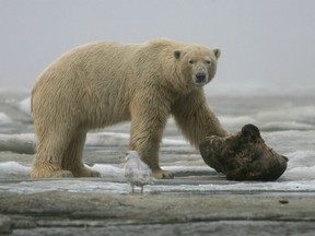 On the Beaufort Sea, outside the Inupiat village of Kaktovik, Alaska a polar bear takes a break from gnawing on whale meat.