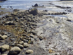 This undated photo provided by the Alutiiq Museum shows rock alignments, the remains of a prehistoric intertidal fish trap on Kodiak Island, Alaska. Archaeologists based on the island at the museum made the discovery during a survey of Afognak Native Corporation land. When the tide would come in, the trap would be submerged, allowing salmon to swim over it. The water would eventually fall below the corrals at low tide, stranding fish inside. (Patrick Saltonstall/Alutiiq Museum via AP)