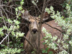 A doe stares out from the bushes in this file photo
