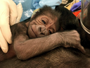 A newly born western lowland gorilla rests on its mother Kira in Philadelphia. 