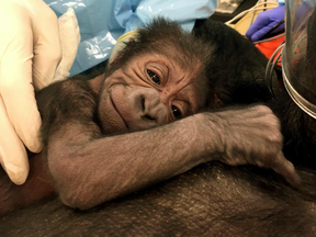 A newly born western lowland gorilla rests on its mother Kira in Philadelphia.