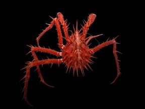 Spiny Red Crab.