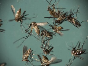FILE - In this Sept. 29, 2016 file photo, Aedes aegypti mosquitoes, responsible for transmitting Zika, sit in a petri dish at the Fiocruz Institute in Recife, Brazil. The Zika virus may not seem as big a threat as last summer but don't let your guard down, especially if you're pregnant.  While cases of the birth defect-causing virus have dropped sharply from last year's peak in parts of South America and the Caribbean, Zika hasn't disappeared and remains a threat for U.S. travelers. (AP Photo/Felipe Dana, File)