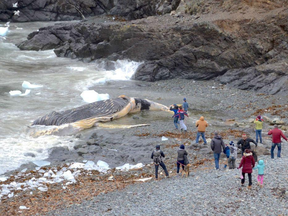 The rotting carcass of a humpback is set to be removed from a beach near St. John's, N.L., after two weeks of bureaucratic wrangling, according to the town's mayor.