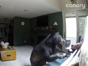 In this screengrab from a Washington Post video, the black bear hops up on a piano to begin his masterpiece.