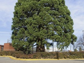 FILE -This Nov. 22, 2006, file photo a giant sequoia tree sits next to St. Luke's Hospital in downtown Boise, Idaho. The sequoia tree that was a seedling sent more than a century ago by naturalist John Muir to Idaho and planted in the yard has become an obstacle to progress. The 98-foot (30-meter) sequoia planted in 1912 that's in the way of the Boise hospital's expansion is being uprooted and moved about a block to city property starting Friday, June 23, 2017. (AP Photo/Troy Maben, File)