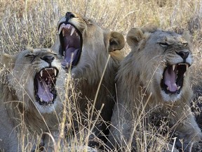 FILE- In this file photo taken June 15, 2014, lions yawn in the Madikwe Game Reserve, South Africa.  The South Africa Environmental Affairs Department said Wednesday June 28, 2017, that the skeletons of 800 captive-bred lions can be legally exported this year, meeting demand for traditional medicine ingredients predominantly in parts of Asia. (AP Photo/Kevin Anderson, FILE)
