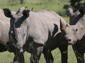 FILE - In this Wednesday, March 8, 2017 file photo, rhino are photographed at the Welgevonden Game Reserve in the Limpopo province, South Africa. A rhino breeder in South Africa is planning an online auction of rhino horn, capitilizing on a court ruling that opened the way to domestic trade despite concerns about poaching. (AP Photo/Renee Graham, File)