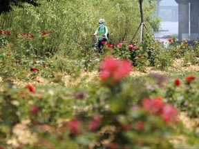 In this June 15, 2017 photo, a visitor rides a bicycle along the Han river in Seoul, South Korea. In a country where bikes are either a poor man's transportation or a weekend workout for spandex-clad racers, the longest and most highly engineered network of car-free paths in the world is being built through dense evergreen forests, down wildflower-lined river valleys and over steep mountain crests. (AP Photo/Lee Jin-man)