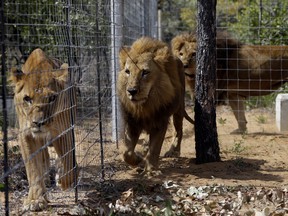 In this Sunday, May 1, 2016 file photo, former circus lions inside an enclosure at Emoya Big Cat Sanctuary in Vaalwater, South Africa. It isn't clear whether the lions killed by poachers are included in this photo.