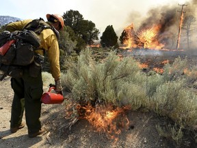 Adam Ruelas of the Mill Creek Hot Shots lights a backfire as they battle a wildfire near Big Bear, Calif., Tuesday, June 20, 2017. Mandatory evacuations have been called for homes as a wildfire burns in the San Bernardino Mountains east of Los Angeles. (James Quigg/The Daily Press via AP)