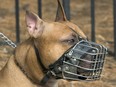 A file photo of a pit bull. A dog of that breed reportedly attacked children inside their mini van.