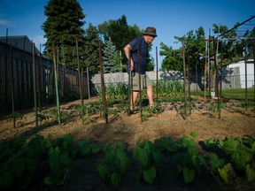 Nello Zeppa, who immigrated to Canada from Italy's Ciociaria region, surveys his impressive backyard garden in Sarnia, Ont.