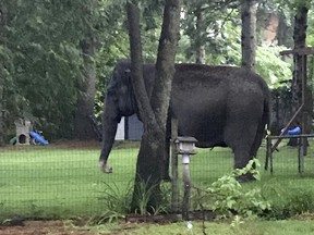 An elephant walks in the yard of home, Friday, June 30, 2017, in Baraboo, Wis. Law enforcement officers quickly got in touch with the nearby Circus World Museum, home to the wandering pachyderm. A trainer arrived and led the elephant back to the circus complex/