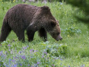 A grizzly bear roams near Beaver Lake in Yellowstone National Park.