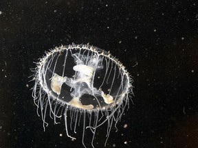 Native to the Yangtze River in China, freshwater jellyfish were found in Georgian Bay in the 1950s and are starting to turn up in Lake Erie.