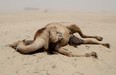 A dead camel lies in a desert area on the Qatari side of the Abu Samrah border crossing between Saudi Arabia and Qatar, on June 20, 2017.