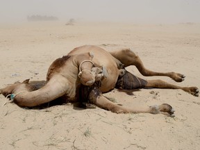 A dead camel lies in a desert area on the Qatari side of the Abu Samrah border crossing between Saudi Arabia and Qatar, on June 20, 2017.