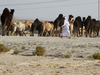 Qatari men herd camels in a desert area on the Qatari side of the Abu Samrah border crossing between Saudi Arabia and Qatar on June 21, 2017.