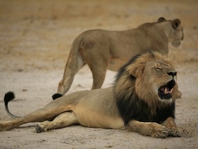 This October 21, 2012 photo shows shows the much-loved Zimbabwean lion called "Cecil"