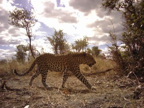 This camera trap photo taken July 2016 and supplied by Panthera group, shows a leopard in Angola, which has taken steps to welcome international conservationists who are assessing the state of national parks following the nearly three-decade civil war that ended in 2002. Conservation groups say many wildlife populations were depleted and the situation is dire, but there's potential to rebuild despite the continuing threat of poaching. (Panthera via AP)