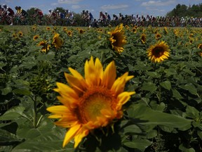 The pack rides past sunflowers during the fourth stage of the Tour de France cycling race over 207.5 kilometers (129 miles) with start in Mondorf-les-Bains, Luxembourg, and finish in Vittel, France, Tuesday, July 4, 2017. (AP Photo/Peter Dejong)