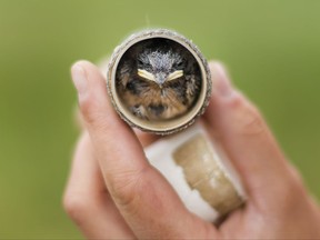 Taylor Brown, Research Technician at Bird Studies Canada weighs a young Barn Swallow in Townsend, Ont., on Wednesday, June 21, 2017. The Ontario Ministry of Infrastructure teamed up with Coke Engineering Group Ltd., and Bird Studies Canada to provide a safe effective nesting shelter for the birds as their population has been rapidly decreasing. THE CANADIAN PRESS/Nathan Denette