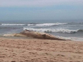 In this photo provided by the Atlantic Marine Conservation Society, a deceased whale lies on the shore in Southhampton, N.Y., Saturday, July 1, 2017. The female fin whale has evidence of shark bites, but there were no other signs of injury have been found. A team of biologists plans to conduct a necropsy on Saturday. (Atlantic Marine Conservation Society via AP)