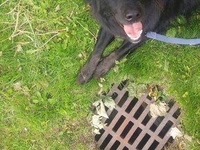 A dog named Cash lays by a manhole cover in this undated handout photo in Sackville, N.B. Shelly Colette was walking her dog Cash a few weeks ago in Sackville, N.B., when the black border collie Labrador mix stopped over a manhole and refused to move. Colette looked down and saw a cat through the grate and immediately knew it was Ghost, a local cat who had been missing for weeks.THE CANADIAN PRESS/HO, Shelly Colette *MANDATORY CREDIT*