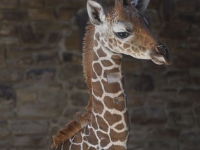 This June 28, 2017 photo provided by The Maryland Zoo shows a baby giraffe, Julius, in Baltimore. The three-week-old baby giraffe has been placed in intensive care at a Maryland zoo after a sudden change in its bloodwork. The calf has been struggling since he was born June 15 at The Maryland Zoo in Baltimore. (Jeffrey F. Bill/The Maryland Zoo via AP)