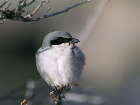 An Eastern Loggerhead is shown in this undated handout photo. A conservation group said Monday it had bought 16 hectares of property in eastern Ontario that is a hot spot for many grassland birds such as the endangered eastern loggerhead shrike.The Nature Conservancy of Canada said its Napanee Plain Alvar Nature Reserve, between Belleville and Kingston, is in one of the rarest ecosystems in the Great Lakes region. THE CANADIAN PRESS/HO - Nature Conservancy of Canada, Dave Menke