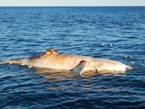 Another North Atlantic right whale, shown in this undated handout image, has been found floating lifeless in the Gulf of St. Lawrence, making it the seventh death of the endangered animals in recent weeks. Tonya Wimmer of the Marine Animal Response Society says the badly decomposed whale was found off the Magdalen Islands by the Canadian Coast Guard. THE CANADIAN PRESS/HO-Marine Security Enforcement Team Quebec
