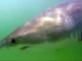 A great white shark known as "Pumpkin" is seen in this undated handout photo. Pumpkin has been cruising Nova Scotia's Minas Basin to feast on an abundance of seals. Scientists say the female shark was detected off Cheverie by an acoustic monitoring system that picked up a transmitter placed on it last year. THE CANADIAN PRESS/HO, Atlantic White Shark Conservancy *MANDATORY CREDIT*