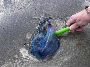 A Portuguese man-of-war is shown in this handout image at Crescent Beach, Nova Scotia on Tuesday July 4, 2017. Unwanted visitors of the gelatinous kind are being spotted in Nova Scotia waters, spooking some swimmers who have come across the potentially lethal species.THE CANADIAN PRESS/HO-Deb Brunt