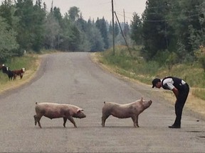 A RCMP police officer is shown with two pigs in this recent handout photo. Thousands of people have been displaced by wildfires in British Columbia, but the flames have also forced livestock left behind to flee beyond enclosures. RCMP Cpl. Janelle Shoihet says officers are patrolling communities and helping to guide livestock back to where they belong whenever possible. THE CANADIAN PRESS/HO-B.C. RCMP, *MANDATORY CREDIT*