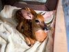 The fawn was being treated with antibiotics and was drinking baby goat formula from a bowl.