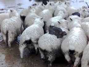 In this image made from  July 22, 2017, video, two rabbits sit on the back of sheep as they avoid rising flood waters on a farm near Dunedin, New Zealand. Three wild rabbits managed to escape rising floodwaters in New Zealand by clambering aboard a flock of sheep and surfing to safety on their woolly backs. (Ferg Horn via AP)