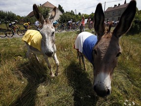 The pack rides past donkeys dressed with Yellow jersey and French flag during the eighth stage of the Tour de France cycling race over 187.5 kilometers (116.5 miles) with start in Dole and finish in Station des Rousses, France, Saturday, July 8, 2017. (AP Photo/Peter Dejong)
