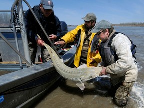 Wildlife and Parks employees Dave Fuller, Chris Wesolek, and Matt Rugg release a pallid sturgeon after taking blood samples from the fish in Montana.