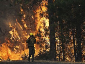 FILE - In this Aug. 25, 2013 file photo, firefighter A.J. Tevis watches the flames of the Rim Fire near Yosemite National Park, Calif. California's emergency services director says the federal government has failed to reimburse $18 million for fighting fires on federal lands in the state. Mark Ghilarducci said in a sharply worded letter to the U.S. Forest Service chief this week that the federal agency had ignored its financial responsibility and raised the possibility the state might stop responding to fires in national forests, Friday, July 7, 2017. (AP Photo/Jae C. Hong, File)