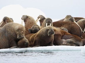 FILE - In this July 17, 2012, file photo, adult female walruses rest on an ice flow with young walruses in the Eastern Chukchi Sea, Alaska. If walrus is in your dinner plans, the Centers for Disease Control and Prevention recommends you make sure it's well done. The federal health agency warned of the effects of undercooked game meat after two outbreaks of trichinosis over the last year in western Alaska. The outbreaks sickened 10 people and all have fully recovered. (S.A. Sonsthagen/U.S. Geological Survey via AP, File)