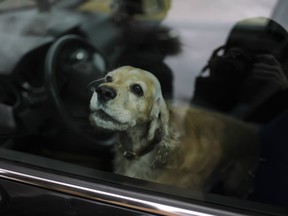 A man was charged after dogs were left in a hot car in a parking lot in Simcoe, Ont.