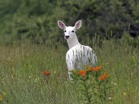 In this June 28, 2017 photo, a white deer stands in a field with orange butterfly weed at the Seneca Army Depot in upstate New York. Public bus tours to view a rare herd of ghostly white deer at a former World War II Army weapons depot are slated to begin fall 2017. The white deer roaming the 7,000-acre Seneca Army Depot in the Finger Lakes have been off-limits to the public for decades, save for glimpses through the surrounding chain-link fence. (Dennis Money via AP)