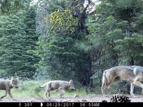 This June 29, 2017, remote camera image released by the U.S. Forest Service shows a female gray wolf and two of the three pups born this year in the wilds of Lassen National Forest in Northern California. California wildlife officials said Wednesday, July 5, the female gray wolf and her mate have produced at least three pups this year in the wilds of Lassen County. (U.S. Forest Service via AP)