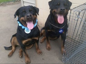 This undated photo provided by Kim Miller, shows her dogs Kato and Kleo, who were taken from her in October 2012. A federal lawsuit argues the state violated the rights of dog owners like Miller by holding animals deemed dangerous for years on what amounts to a canine death row. There was a hearing Monday, July 10, 2017, in a lawsuit involving dogs from Waterbury, Manchester and Southington. (Kim Miller via AP)