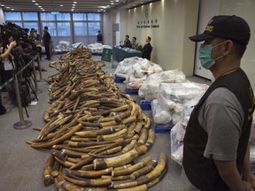 Ivory tusks are displayed after being confiscated by Hong Kong Customs in Hong Kong, Thursday, July 6, 2017. Hong Kong Customs seized about 7,200 kilograms of ivory tusks on July 4 from a container from Malaysia. The estimated market value of the ivory tusks is about HK$72 million (US$9.2 million). This is the largest seizure of ivory tusks in Hong Kong in 30 years. (AP Photo/Kin Cheung)