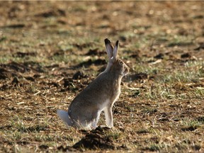 A jackrabbit.