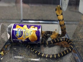 This undated photo provided by U.S. Fish and Wildlife shows a king cobra hidden in a potato chip can that was found in the mail in Los Angeles.